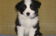 边境牧羊犬多少钱,品种、血统与市场行情全解析