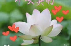 新的一年祝福语一句话,一句祝福，万般情意